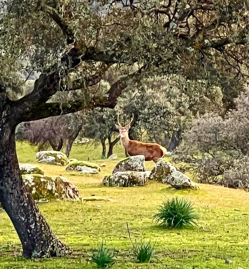 Baños de la Encina Casa Rural Verde Oliva מראה חיצוני תמונה